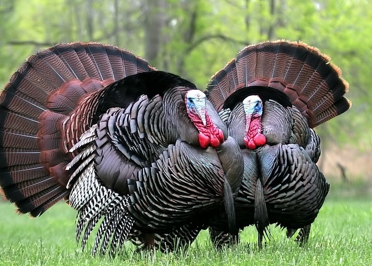 Комбикорм для индеек от Баскатовского комбикормового завода