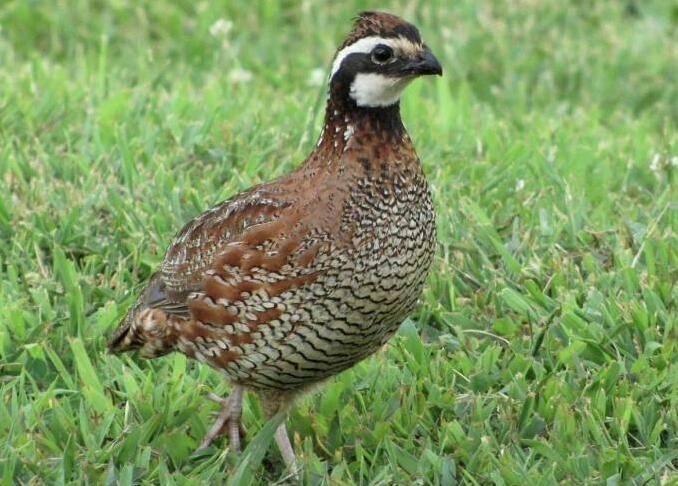 Комбикорм для перепелок от Баскатовского комбикормового завода