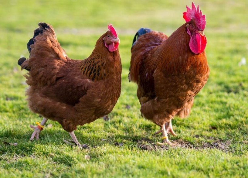 Комбикорм для кур от Баскатовского комбикормового завода