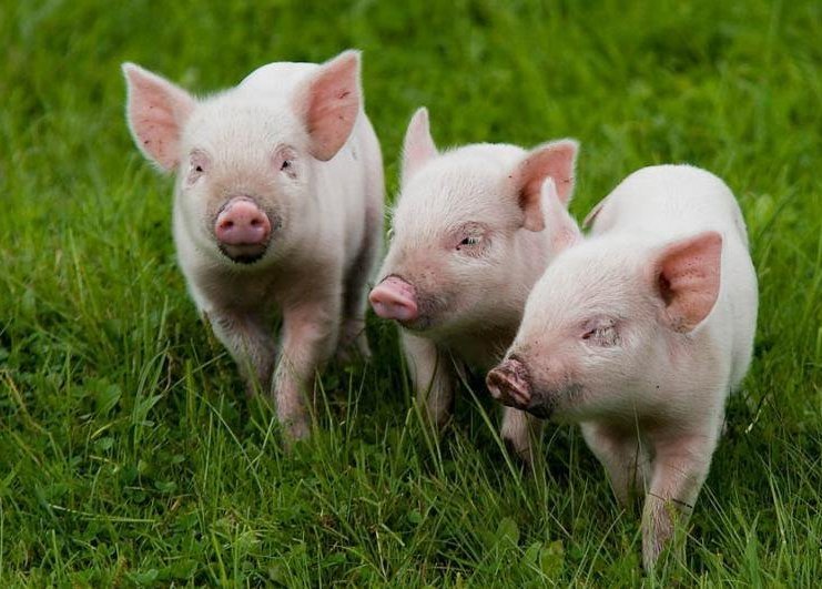 Комбикорм для свиней от Баскатовского комбикормового завода