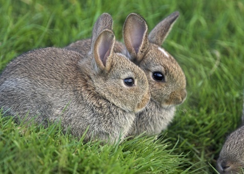 Комбикорм для кроликов от Баскатовского комбикормового завода