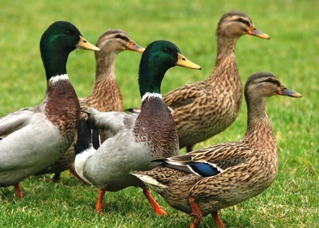 Комбикорм для уток от Баскатовского комбикормового завода